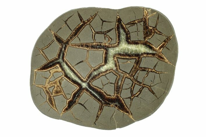 Polished Septarian Nodule End-Cut - Utah #264718